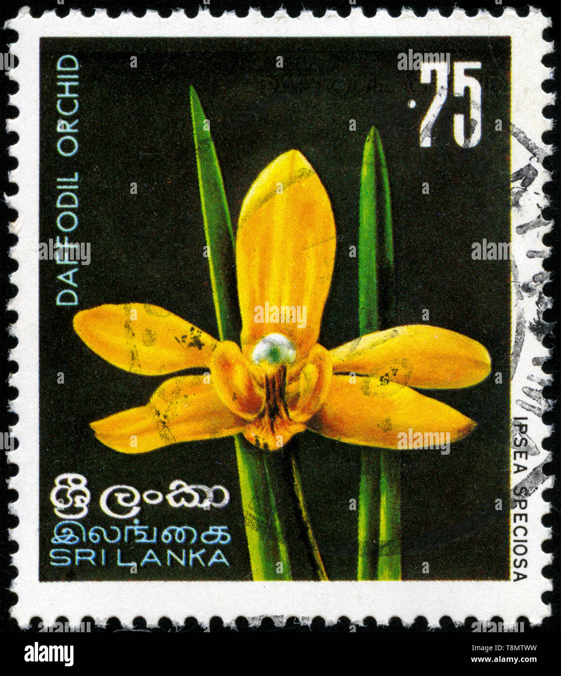 Postmarked stamp from Sri Lanka in the Indigenous Flowers series issued