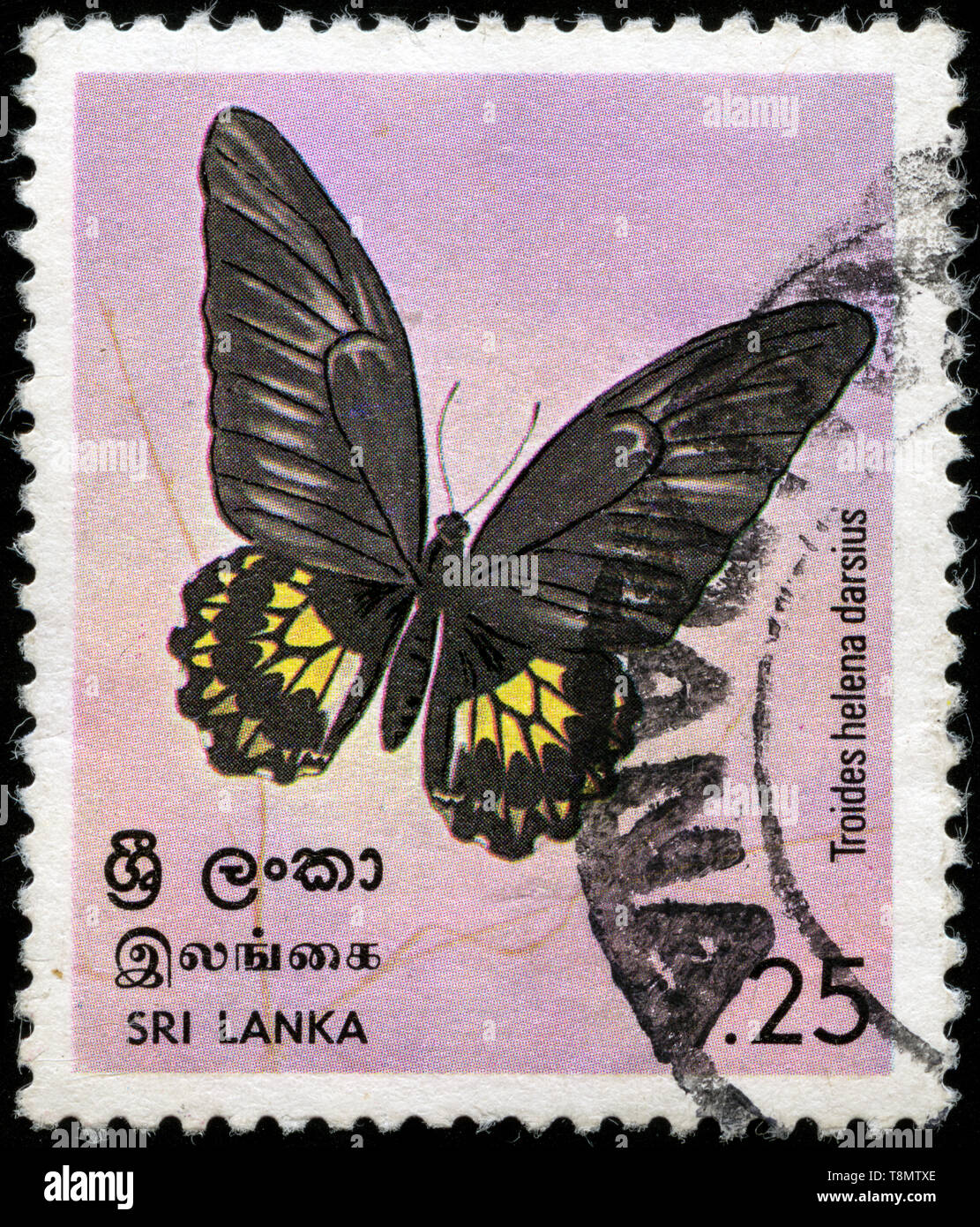 Sri lanka butterflies hi-res stock photography and images - Alamy