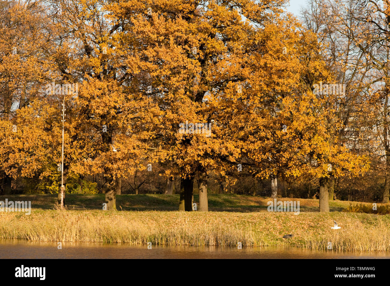 High resolution image. Autumn forest on the bank of lake Stock Photo ...