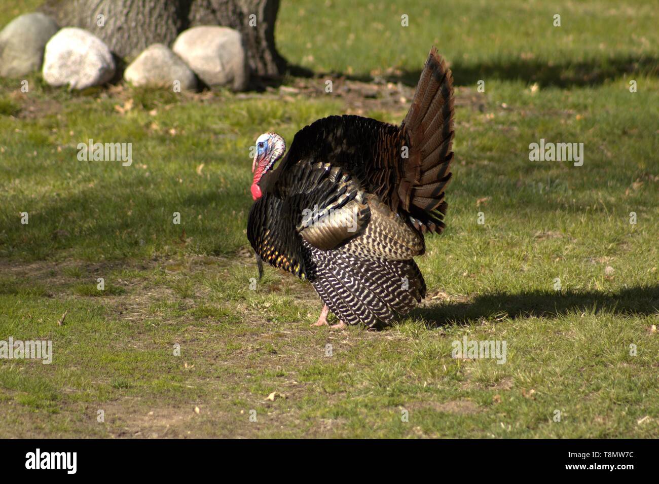 Bronze turkey bird hires stock photography and images Alamy