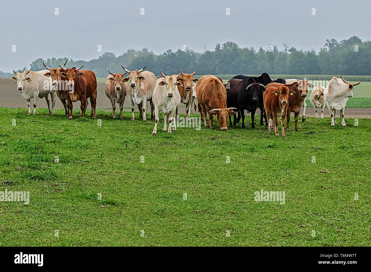 herd of dexter cattle Stock Photo