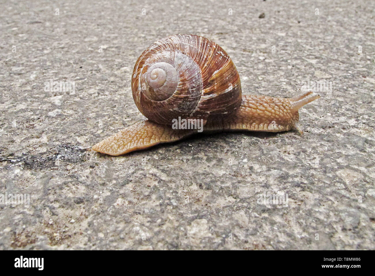 roman snail crossing a road Stock Photo Alamy