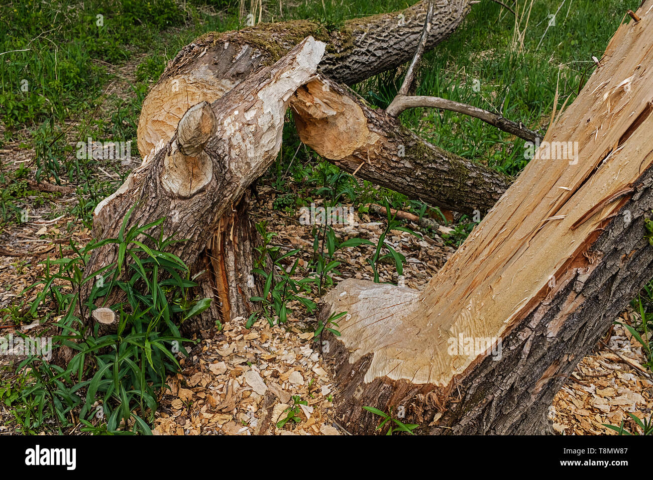 beaver area, gnawed, felled trees Stock Photo