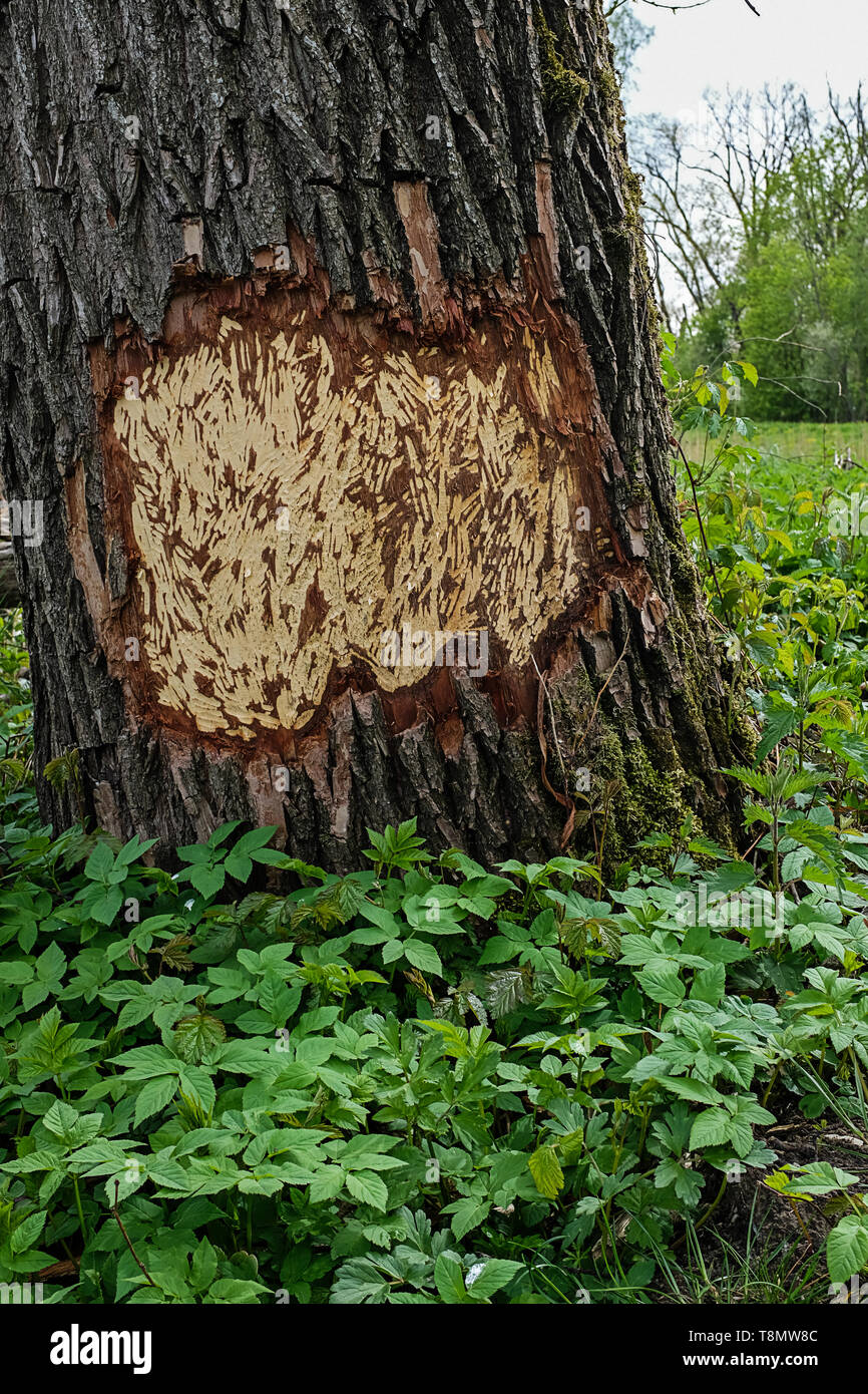 beaver signs of gnawing on a tree Stock Photo