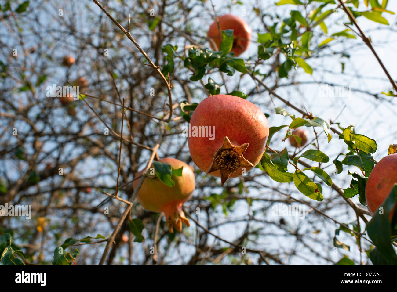Pomegranate (Punica granatum) hanging on tree. Stock Photo