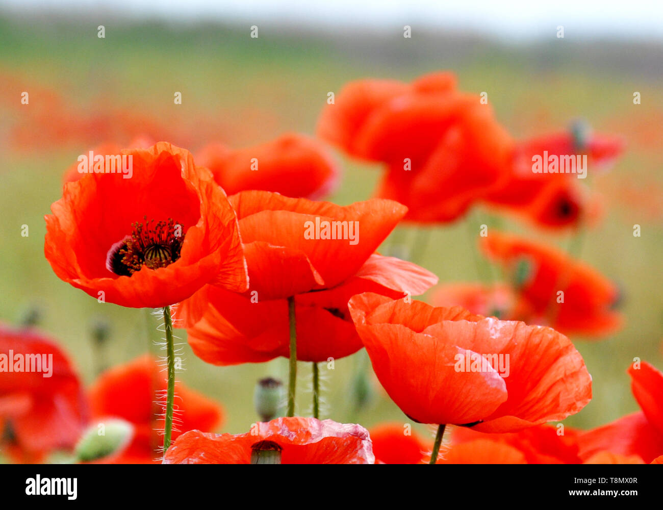 Some red poppies on green field in sunny day. Field of poppies spring ...