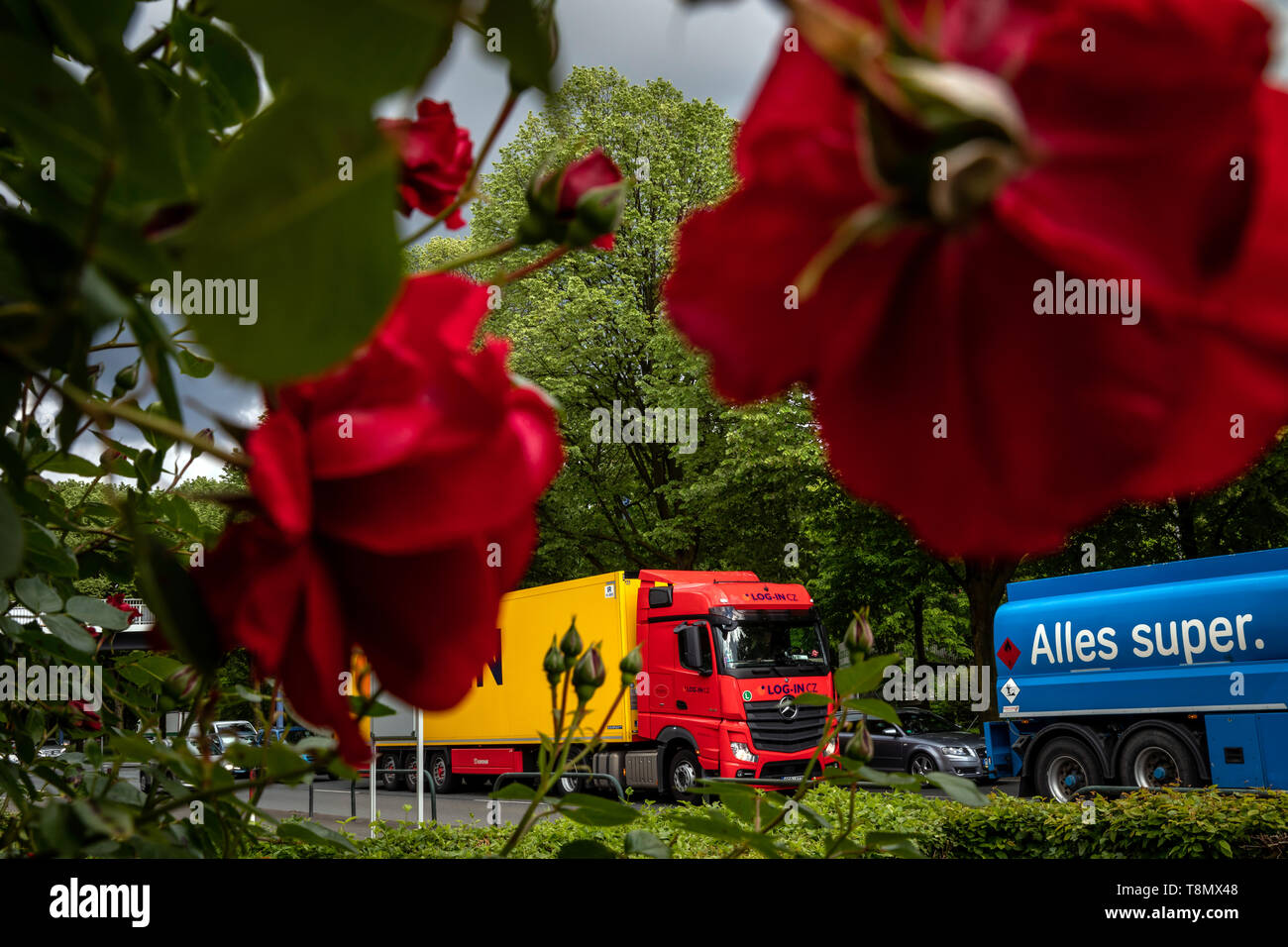 Views through roses onto the Bundesstrasse 1 in Dortmund Stock Photo