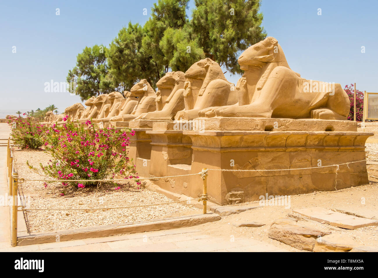 Entry to Karnak is through an extended avenue of ram-headed sphinxes Stock Photo