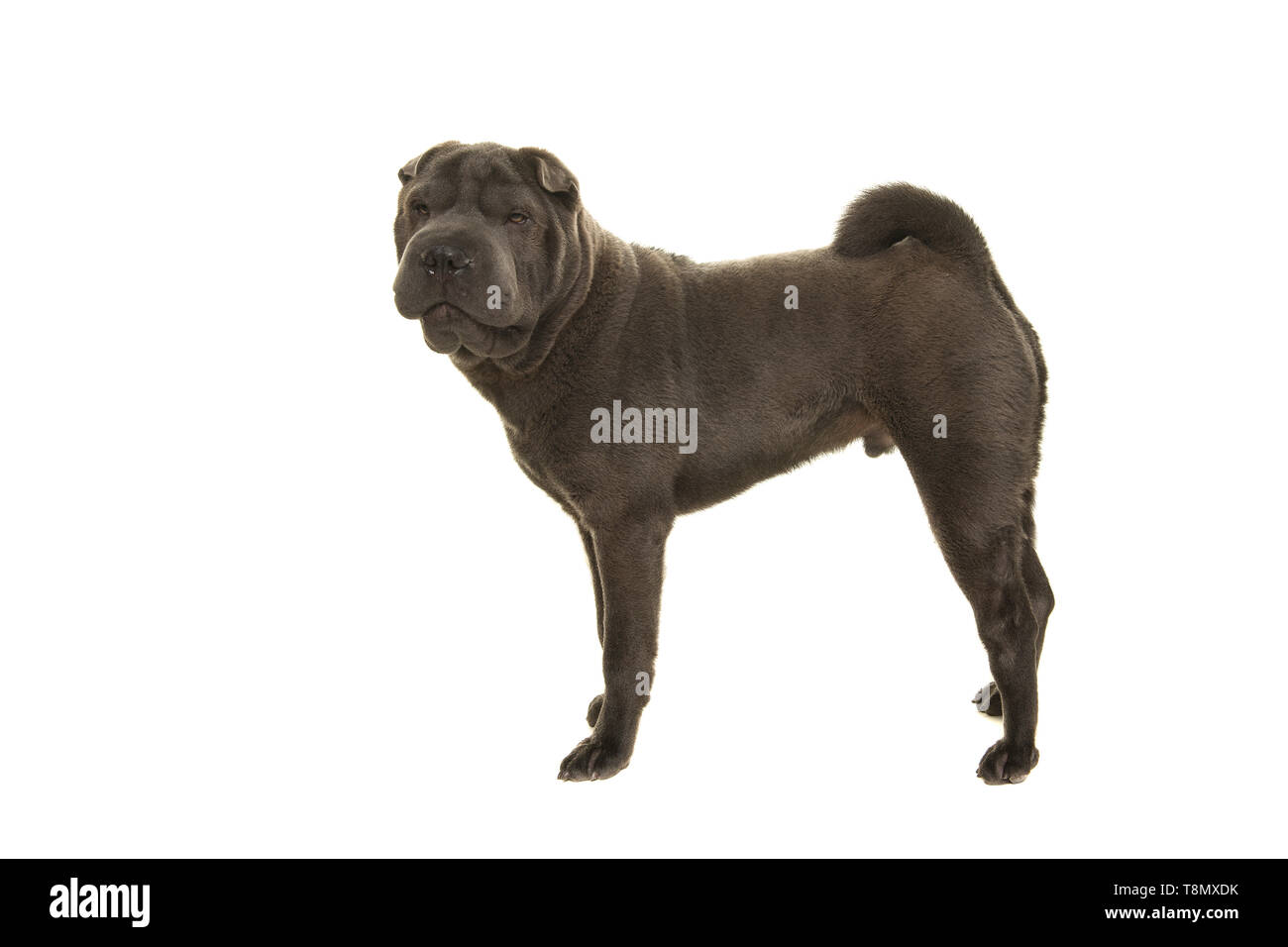 Why Do Dogs Not Look At The Camera