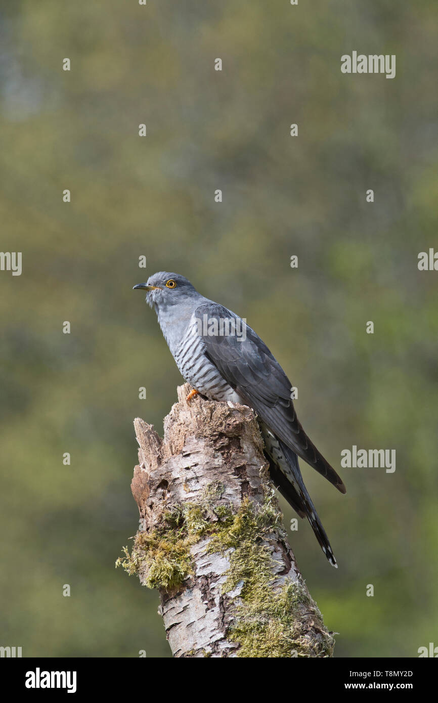 Male common cuckoo (Cuculus canorus) perched on a tree stump. Stock Photo