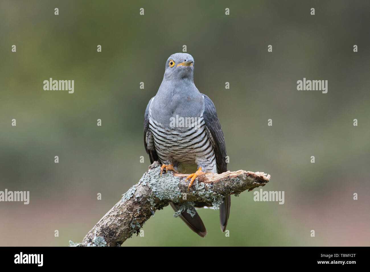 Male common cuckoo (Cuculus canorus) perched on a dead branch Stock Photo