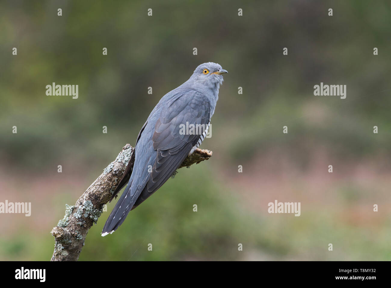 Male common cuckoo (Cuculus canorus) perched on a dead branch Stock Photo