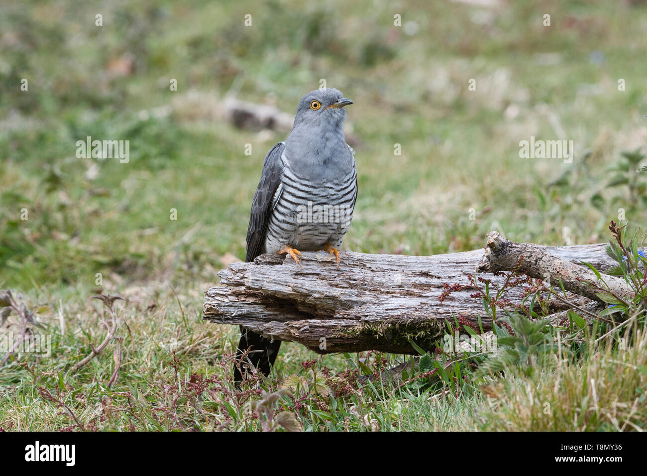 Male common cuckoo (Cuculus canorus) perched on a dead branch Stock Photo