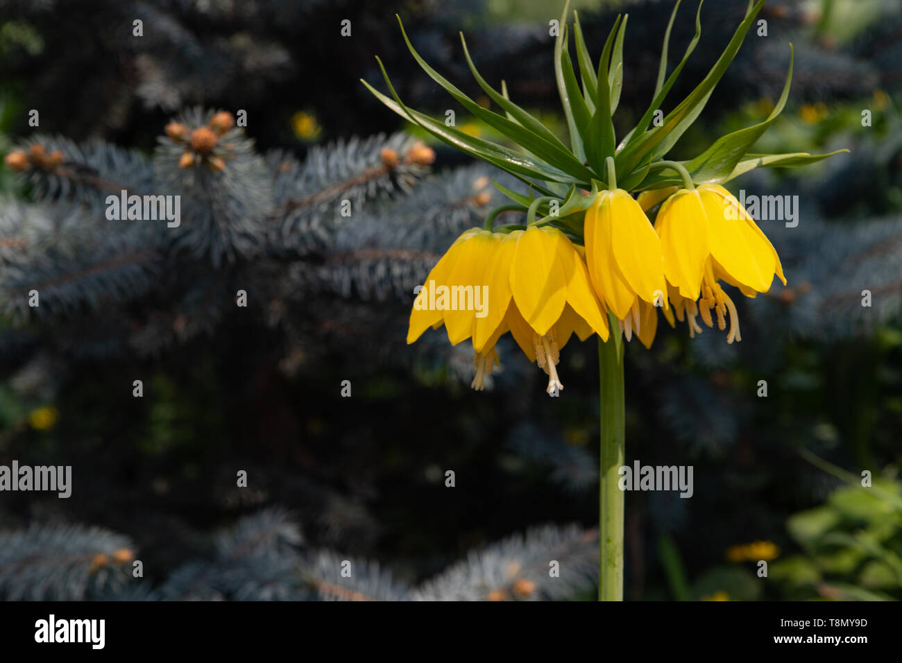 Crown Imperial Fritillaria imperialis in garden, Moscow region, Russia Stock Photo