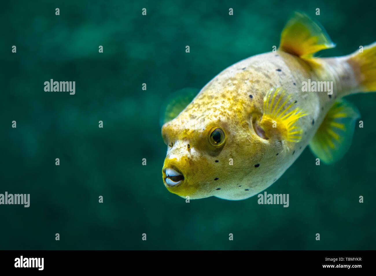 Yellow Blackspotted (or Dog Faced) Puffer  fish (Arothron nigropunctatus) swimming in Aquarium tank Stock Photo