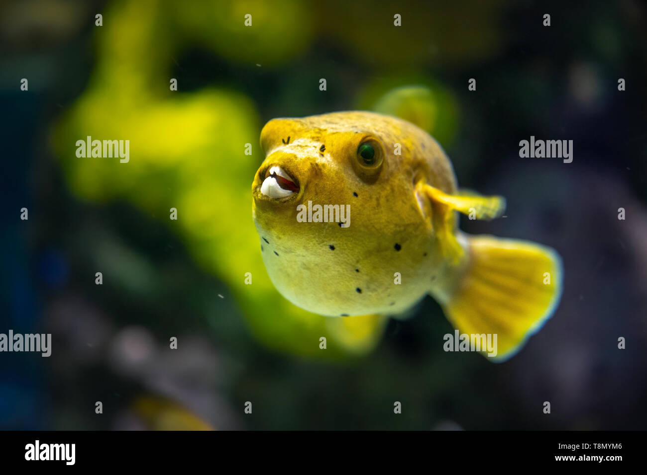 Yellow Blackspotted (or Dog Faced) Puffer  fish (Arothron nigropunctatus) swimming in Aquarium tank Stock Photo