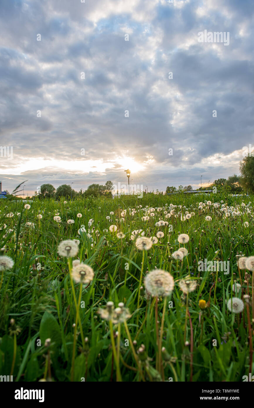 bright green meadow in sunny day in countryside with flowers and blue ...