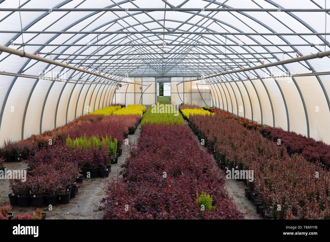 Rows of young tree plants in a nursery greenhouse store Stock Photo