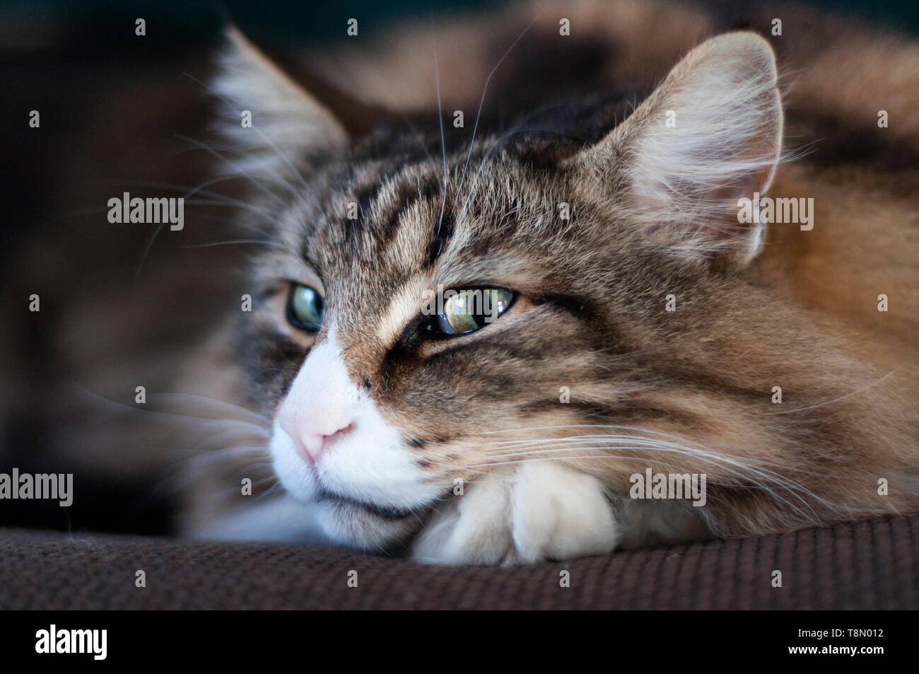 relaxed and smiling norwegian forest cat Stock Photo