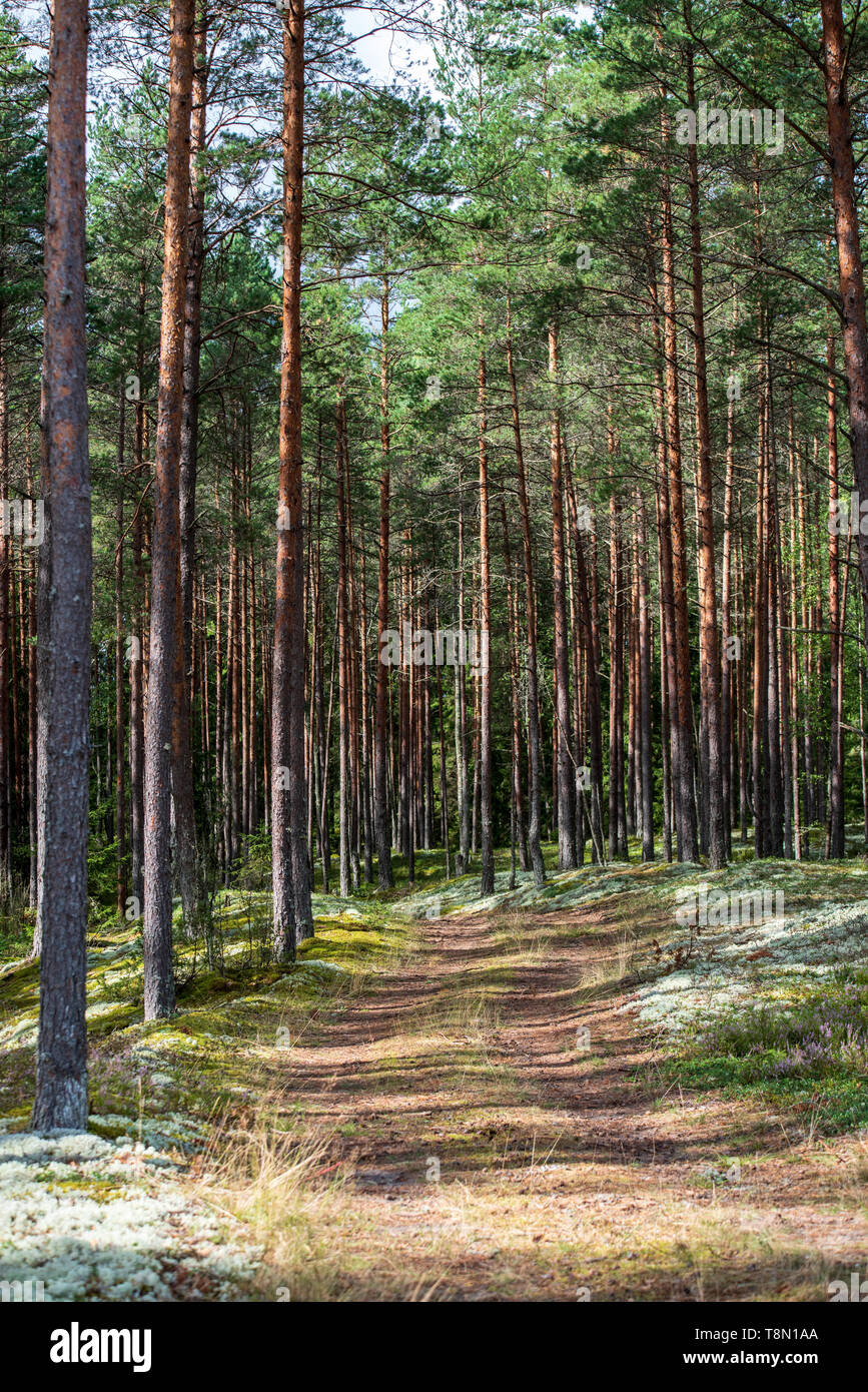 tree trunk wall in pine tree forest with green moss covered forest bed