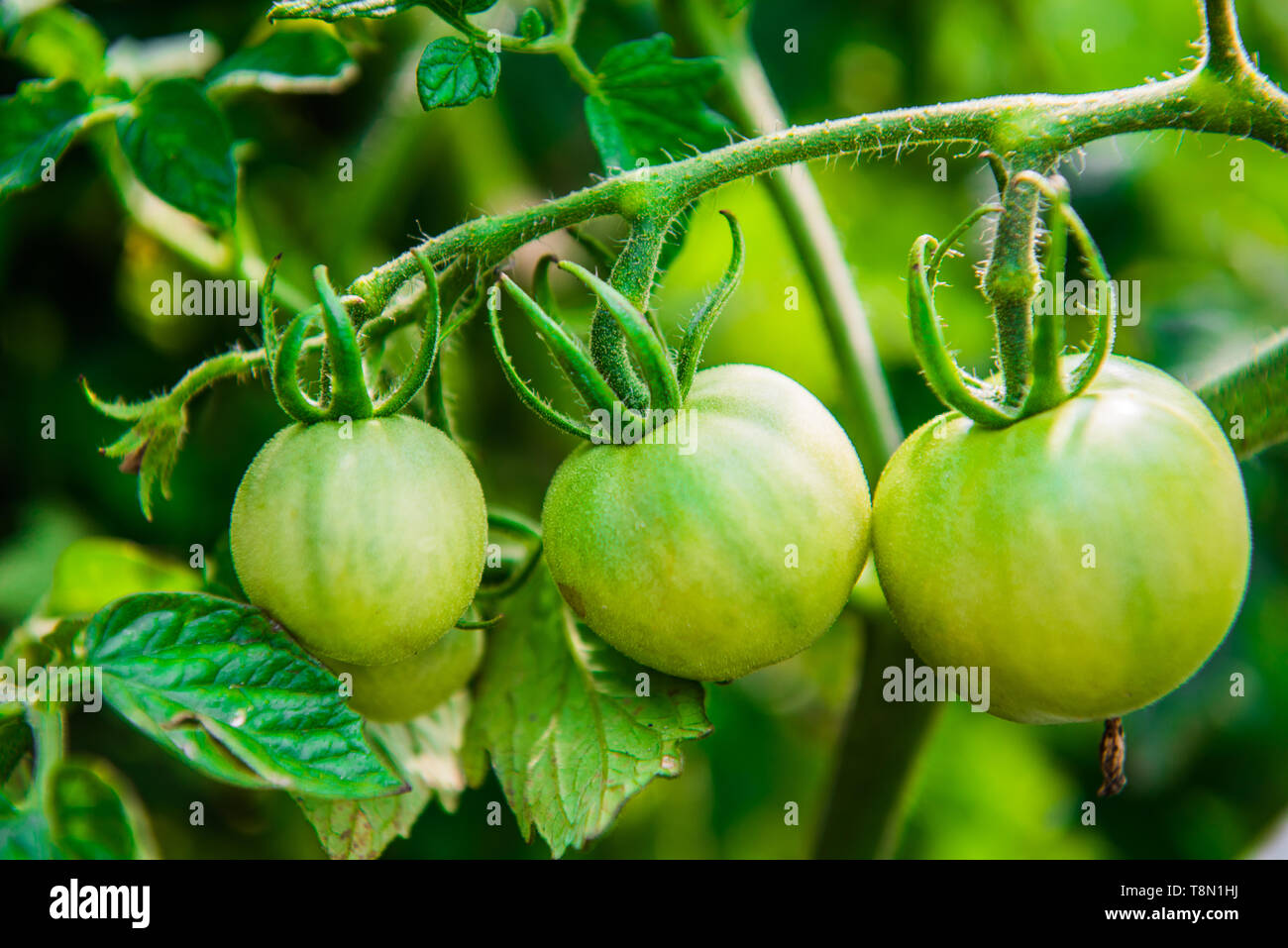 Ripening large green tomatoes growing on a branch in a garden Stock ...