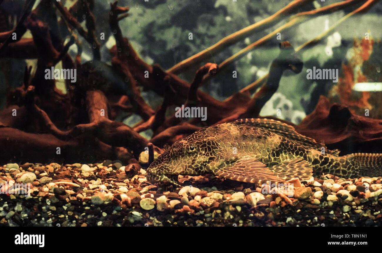 Catfish (Pterygoplichthys gibbiceps) in freshwater aquarium Stock Photo