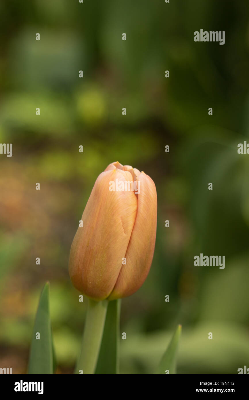 Tulip Flower On The Background Of Green Close Up The Background