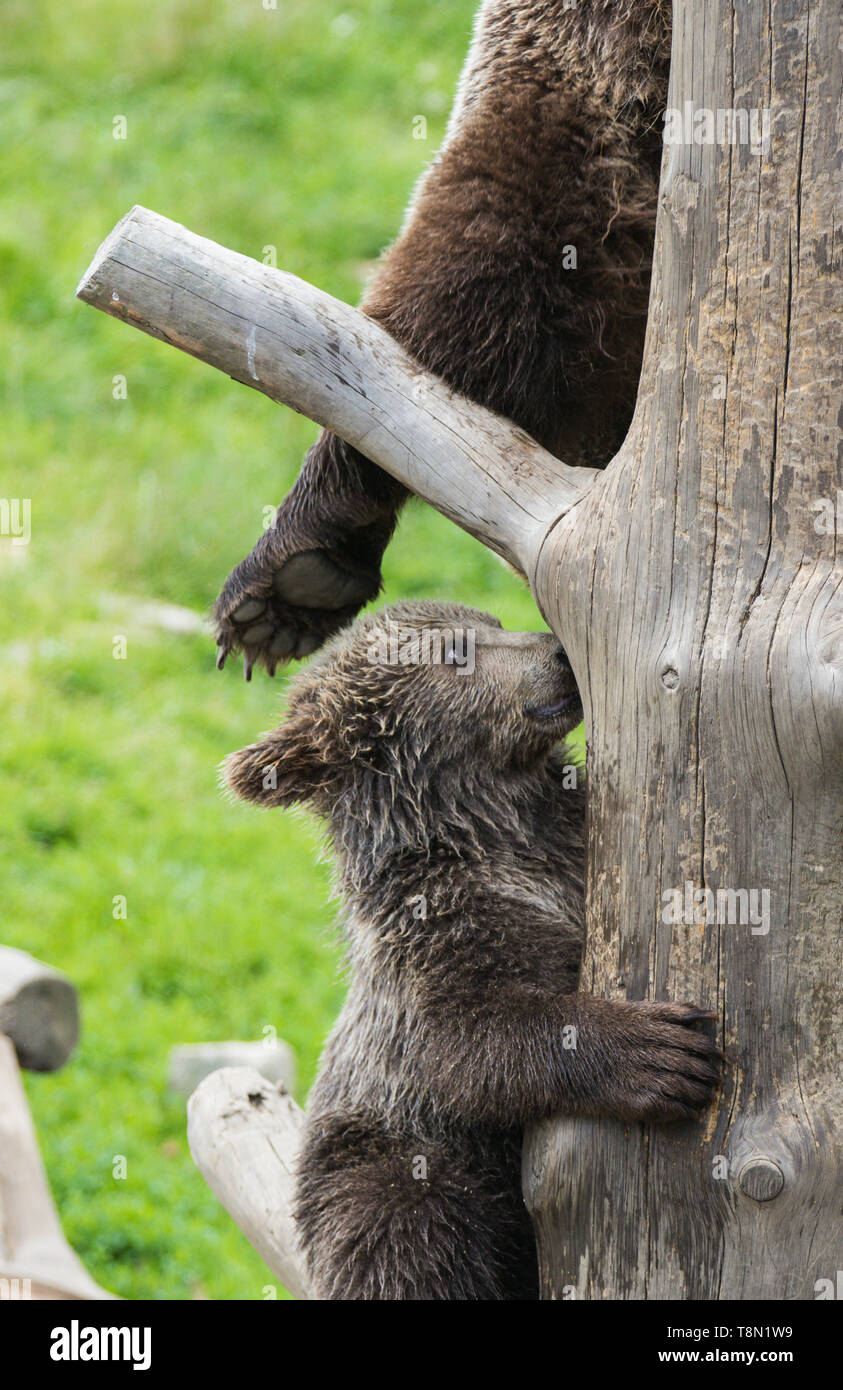 Cute family of brown bear mother bear and its baby cub playing on a ...