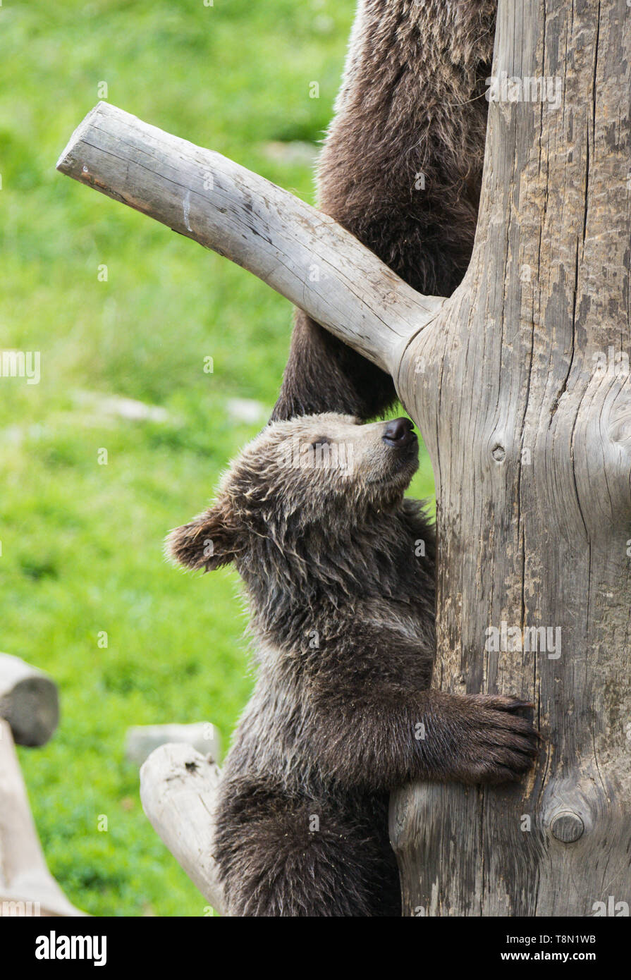 Cute family of brown bear mother bear and its baby cub playing on a ...