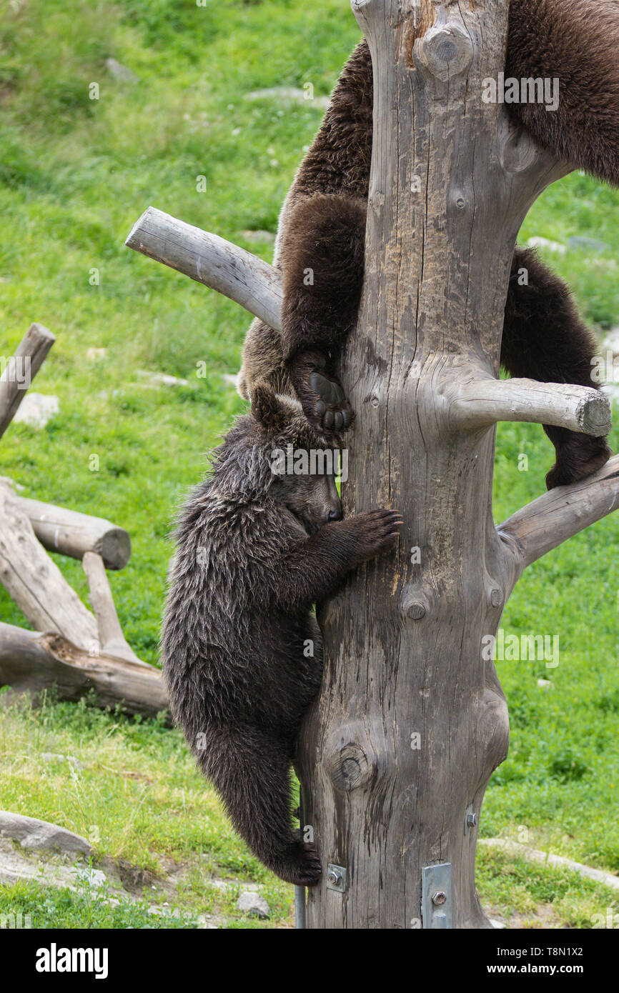 Cute family of brown bear mother bear and its baby cub playing on a ...