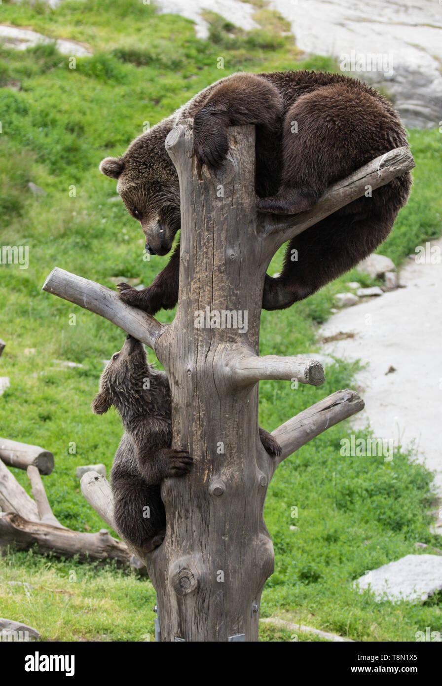 Cute family of brown bear mother bear and its baby cub playing on a ...