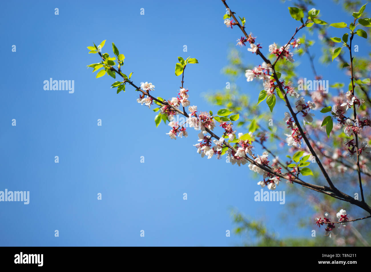 tree branch strewn with double pink flowers on a Sunny spring day ...
