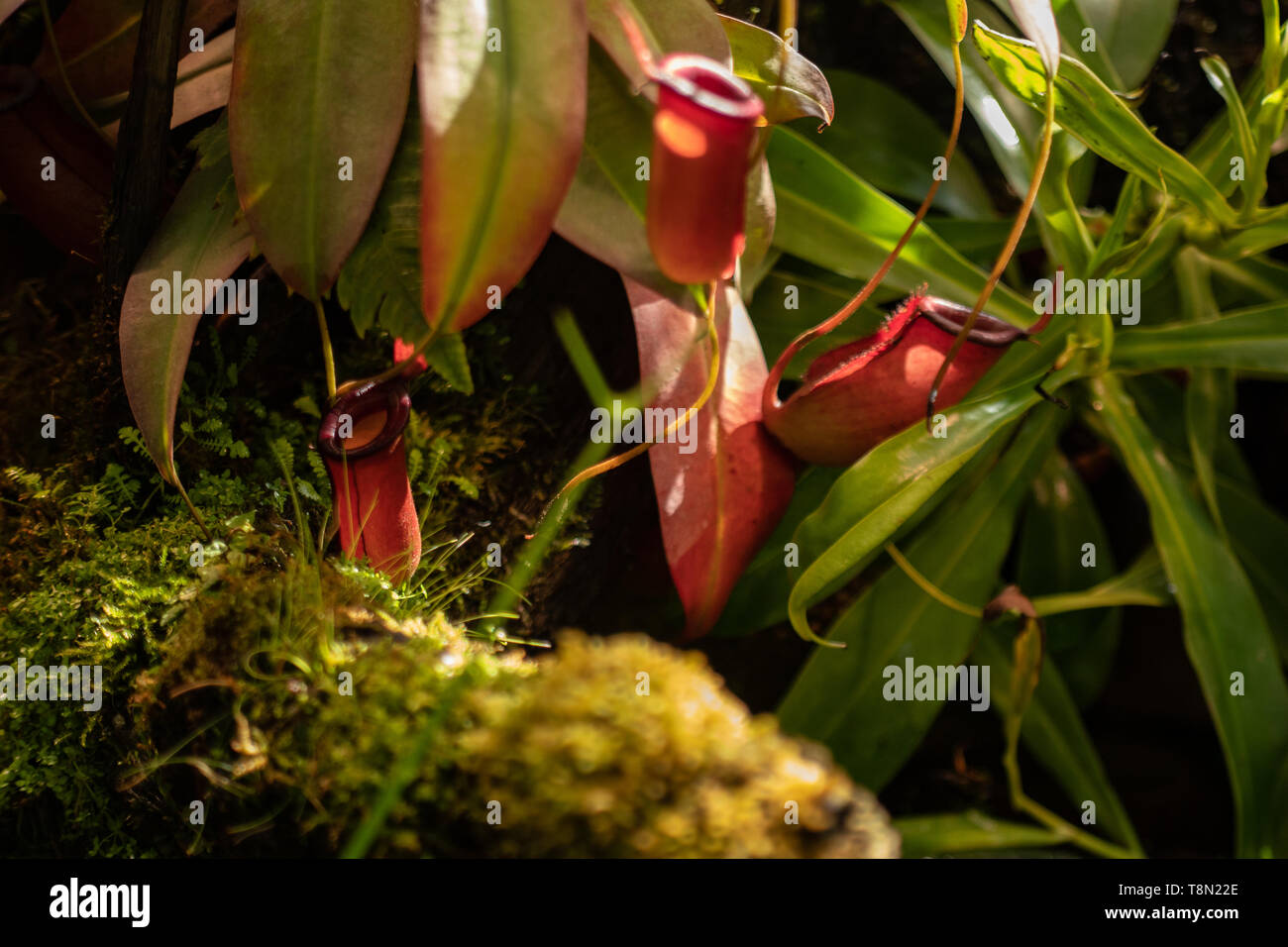 macro closeup of beautiful bright red purple pink carnivorous insect eating predator jar flowers of a pitcher funnel plant Nepenthes ventricosa agains Stock Photo
