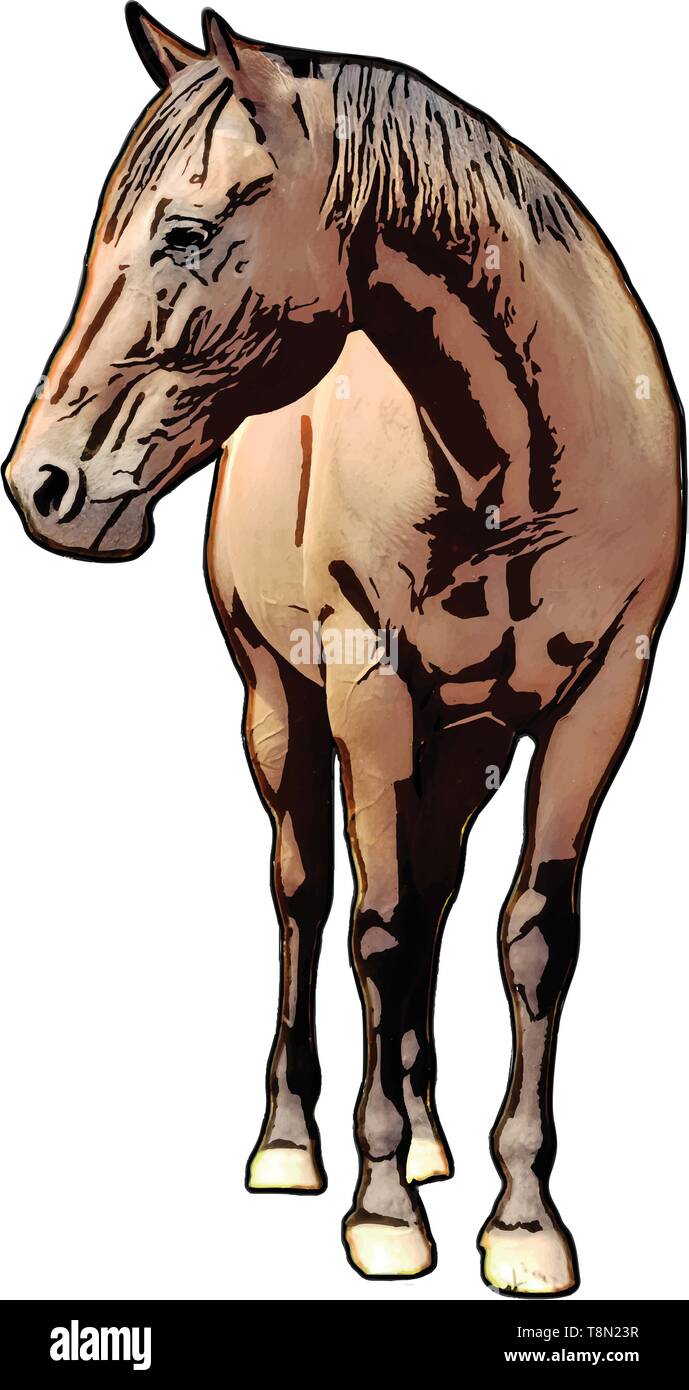 Horse Vector Illustration Stock Vector Image & Art - Alamy