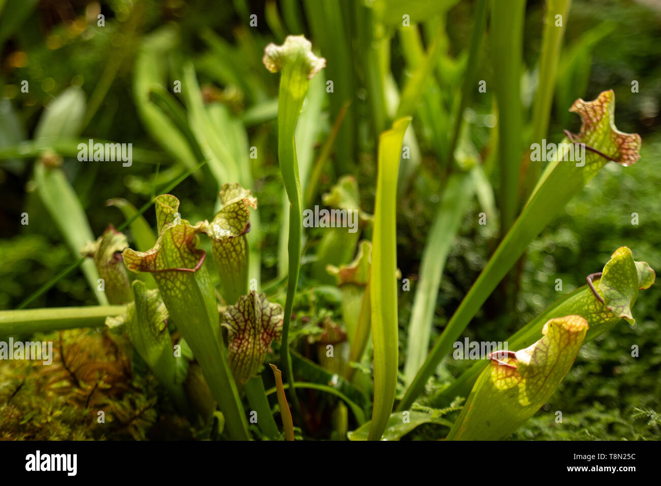 Plants eat insects that are grown by eating animals to nourish the trees by means of tricking insects into trapping. And is popular with people becaus Stock Photo