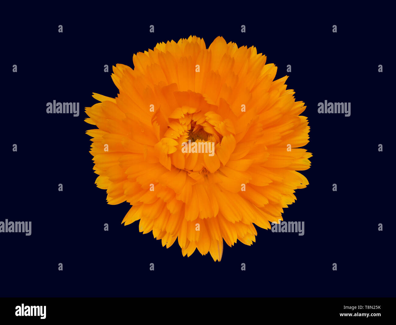 Marigold flower, Calendula officinalis, isolated on deep blue background. Edible medicinal herb. Stock Photo