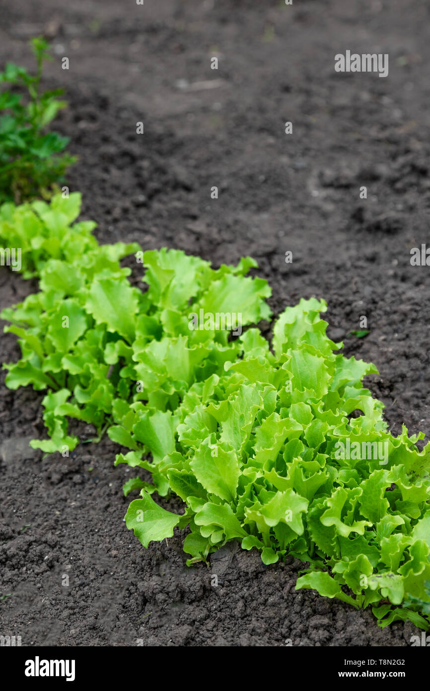 Bolted lettuce salads in a vegetable garden Stock Photo Alamy