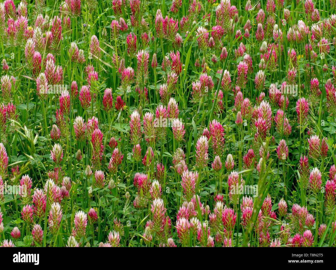 Red clover, trefoil in flower in field. Trifolium pratense, forage crop for pasturage, hay and green manure. Nitrogen fixer. Also medicinal. Stock Photo
