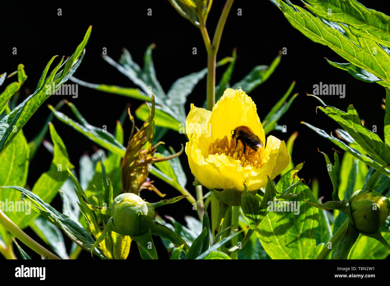 A bumble bee on the flower of a Tibetan tree peony (Paeonia ludlowii) Stock Photo