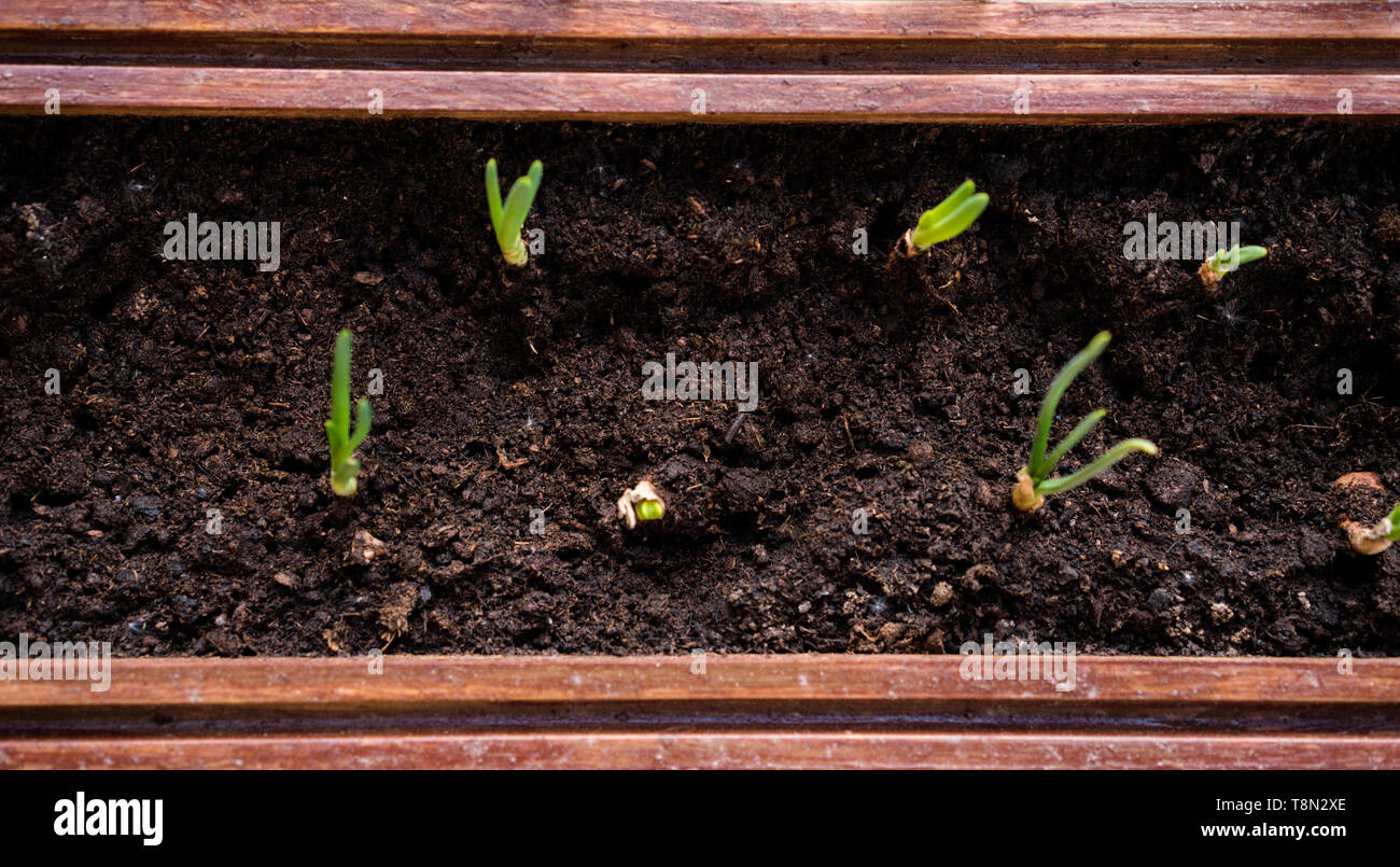 Onions growing in box hi-res stock photography and images - Alamy