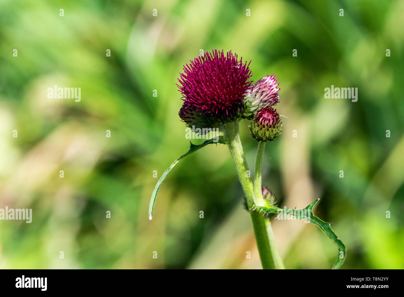 The flowers of a plume thistle (Cirsium) Stock Photo