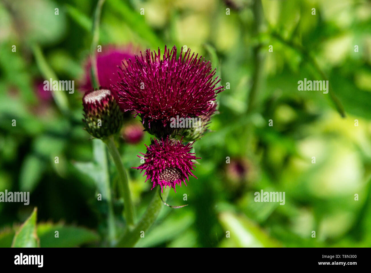 The flowers of a plume thistle (Cirsium) Stock Photo