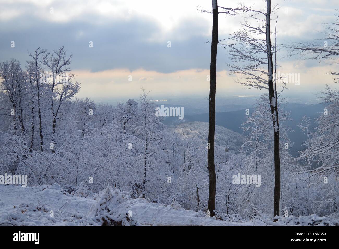 Winter landscape on Medvednica Mountain, trees under snow Stock Photo