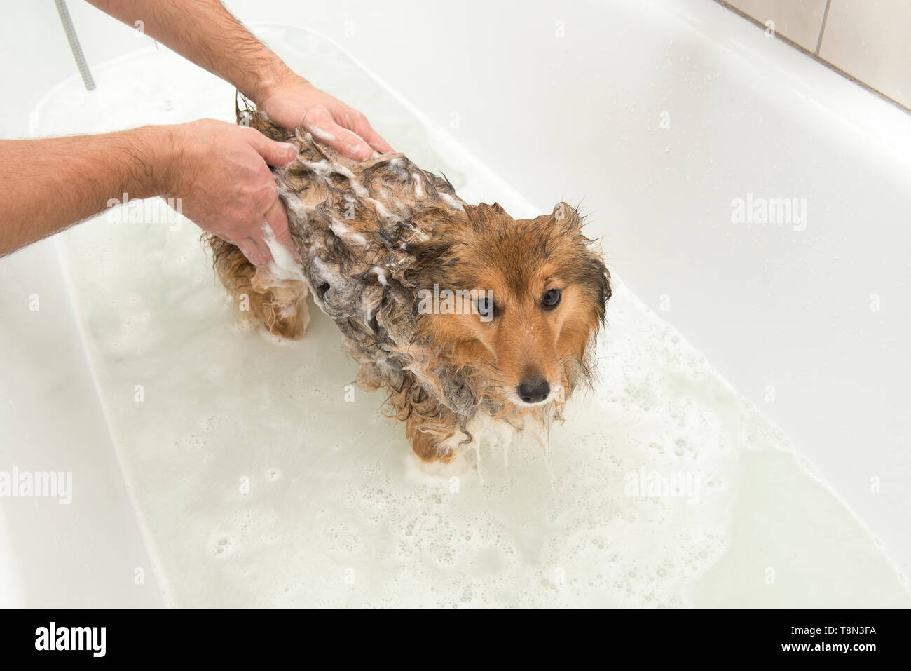 Dog being sale washed