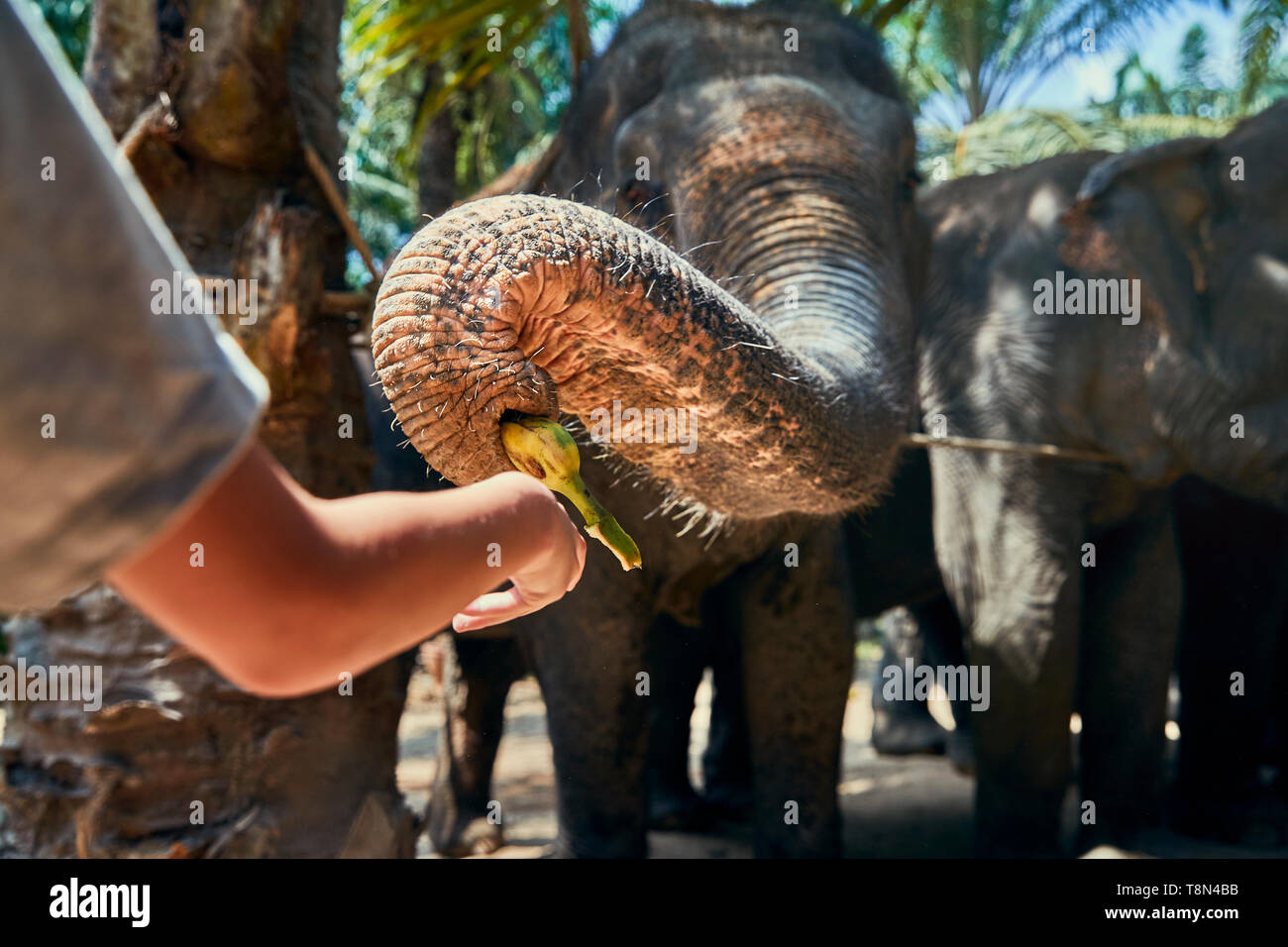 Elephant eating banana hires stock photography and images Alamy
