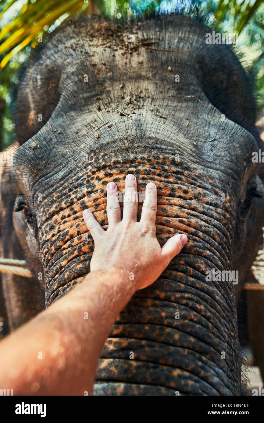 Closeup of a man stroking the trunk of an Asian elephant at an animal sanctuary in Thailand Stock Photo - Alamy Closeup of a man stroking the trunk of an Asian elephant at an animal sanctuary in Thailand Stock Photo - Alamy