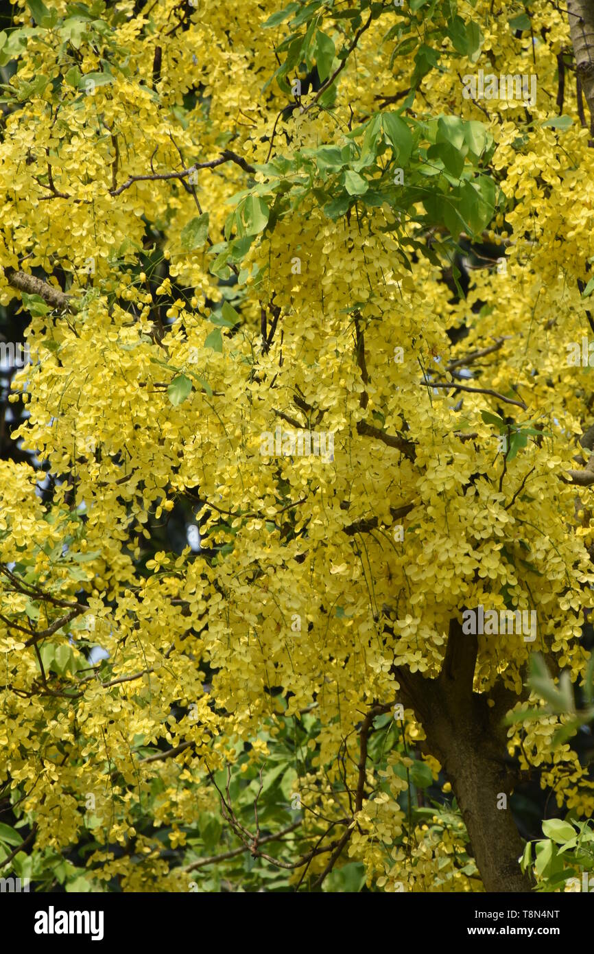 Cassia fistula or Golden Shower Tree in full bloom at the Alipore ...
