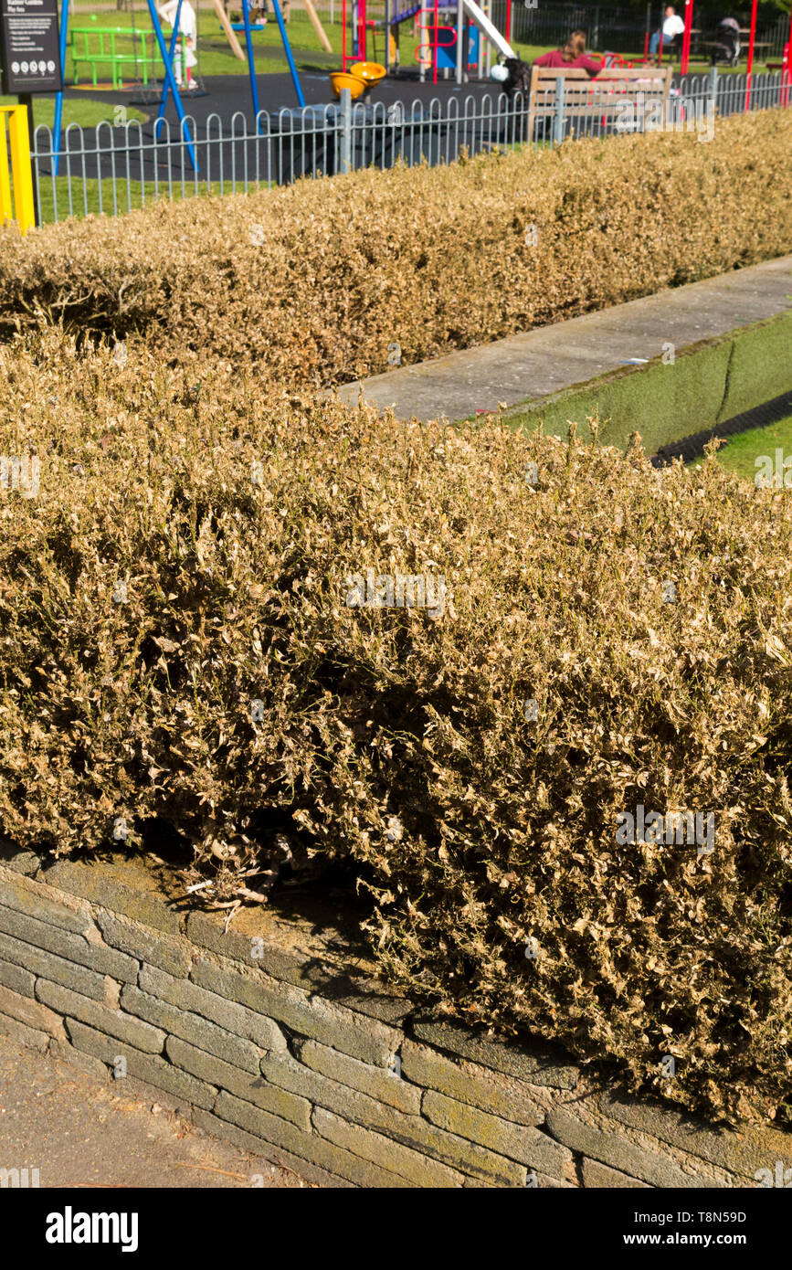 Dead and dying Box trees (Buxus) tree / topiary damaged killed by the