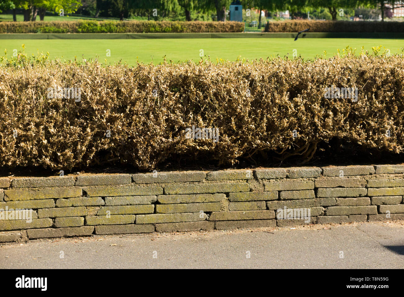 Dead and dying Box trees (Buxus) tree / topiary damaged killed by the