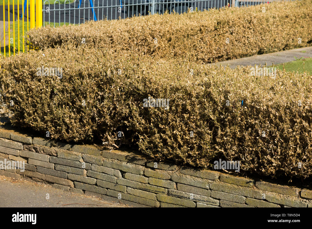 Dead and dying Box trees (Buxus) tree / topiary damaged killed by the